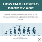How NAD+ Levels Drop by Age infographic – silhouettes from infant to elderly showing steady NAD+ decline after age 30, levels drop over 50% from early adulthood to old age