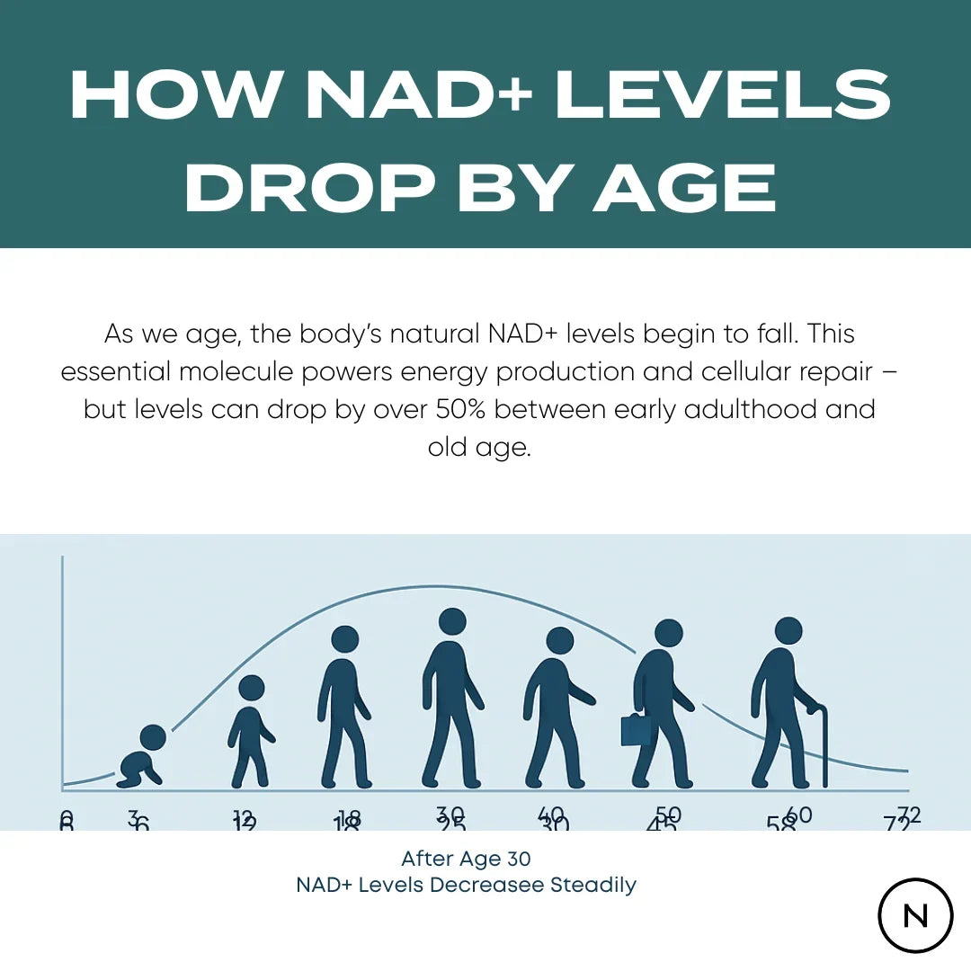 How NAD+ Levels Drop by Age infographic – silhouettes from infant to elderly showing steady NAD+ decline after age 30, levels drop over 50% from early adulthood to old age