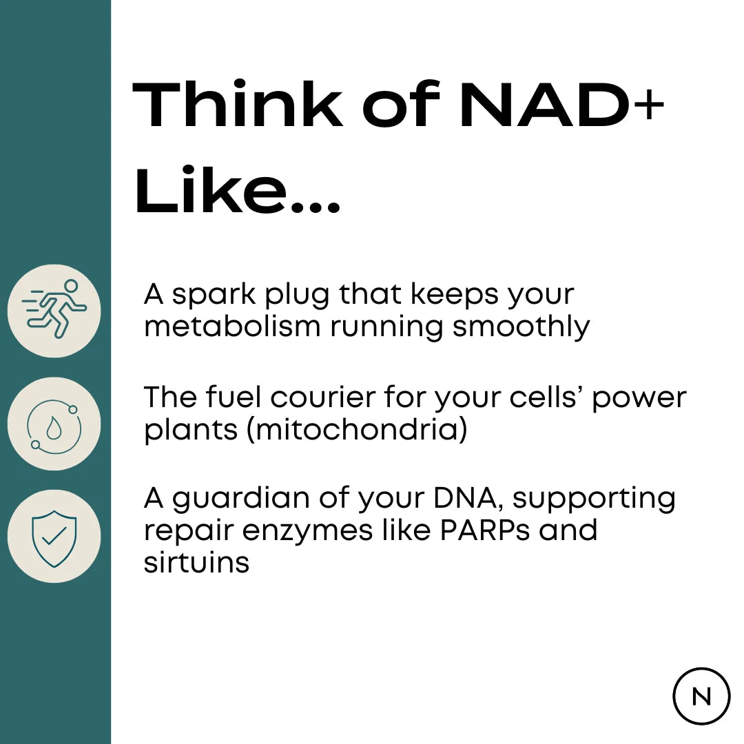 Think of NAD+ Like... infographic – three analogies: spark plug keeping metabolism running smoothly, fuel courier for cellular mitochondria, guardian of DNA supporting repair enzymes PARPs and sirtuins